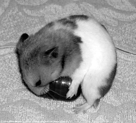 Дарья Нестерова - Хомячки