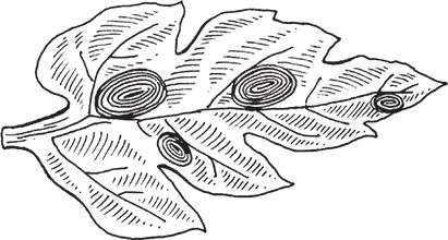 Сергей Кашин - Защита от болезней и вредителей сада и огорода. Эффективная...