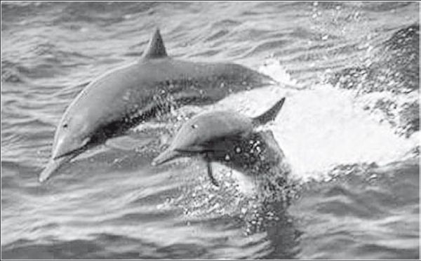 С. Каплун - Физика