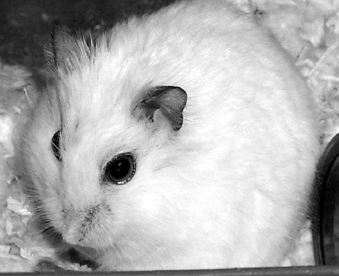 Дарья Нестерова - Хомячки