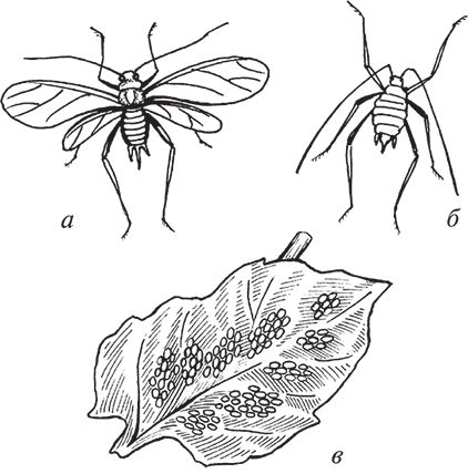 Сергей Кашин - Защита от болезней и вредителей сада и огорода. Эффективная...