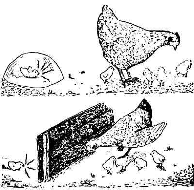 Рени Шовен - От пчелы до гориллы