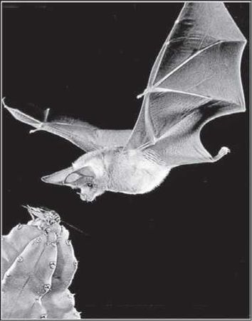 С. Каплун - Физика