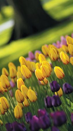 Лариса Петровская - Луковичные цветы: выбираем, выращиваем, наслаждаемся