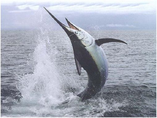 Владимир Коркош - Этот загадочный подводный мир