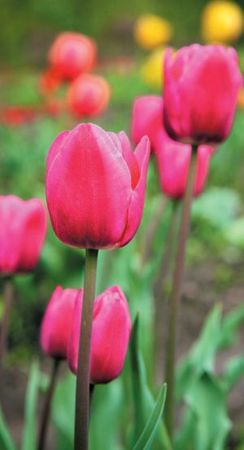 Лариса Петровская - Луковичные цветы: выбираем, выращиваем, наслаждаемся