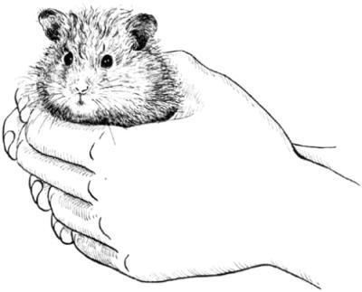 Дарья Нестерова - Хомячки