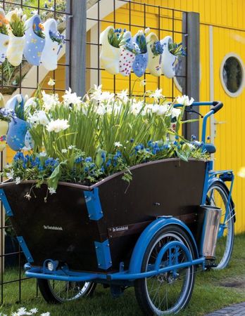 Лариса Петровская - Луковичные цветы: выбираем, выращиваем, наслаждаемся