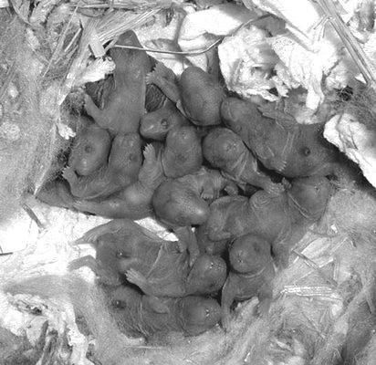 Дарья Нестерова - Хомячки