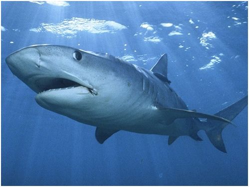 Владимир Коркош - Этот загадочный подводный мир