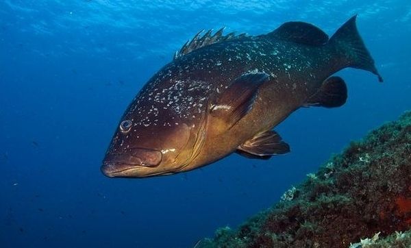 Владимир Коркош - Этот загадочный подводный мир