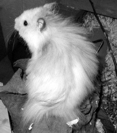 Дарья Нестерова - Хомячки