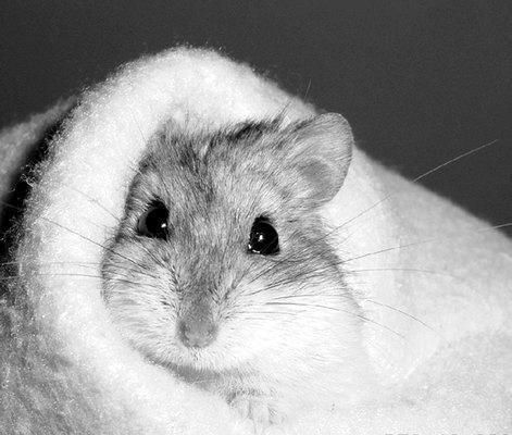 Дарья Нестерова - Хомячки