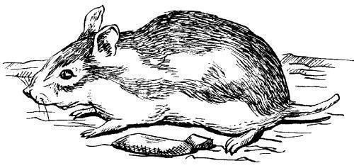 Дарья Нестерова - Хомячки