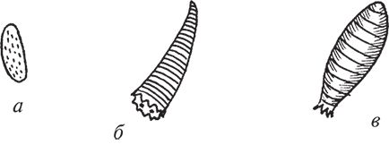 Сергей Кашин - Защита от болезней и вредителей сада и огорода. Эффективная...