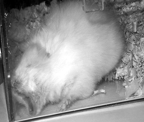 Дарья Нестерова - Хомячки