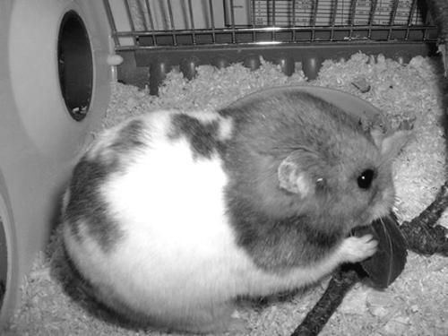 Дарья Нестерова - Хомячки