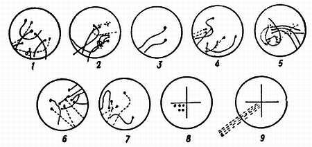 Рени Шовен - От пчелы до гориллы