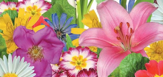 Лариса Петровская - Луковичные цветы: выбираем, выращиваем, наслаждаемся