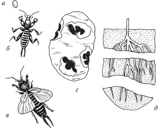 Сергей Кашин - Защита от болезней и вредителей сада и огорода. Эффективная...