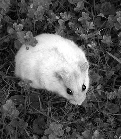 Дарья Нестерова - Хомячки