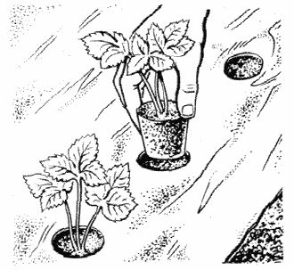 Владимир Щекин - Земляника на вашем участке