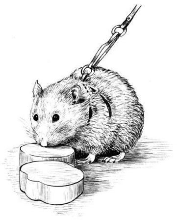 Дарья Нестерова - Хомячки