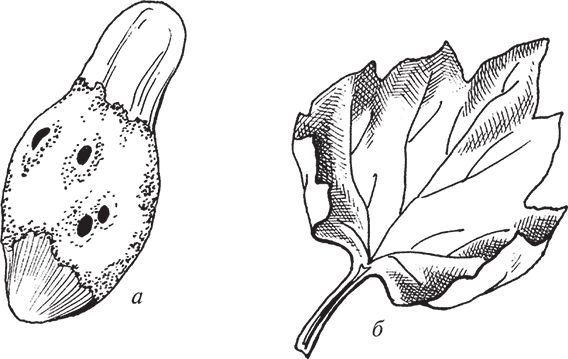 Сергей Кашин - Защита от болезней и вредителей сада и огорода. Эффективная...