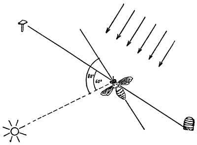 Рени Шовен - От пчелы до гориллы