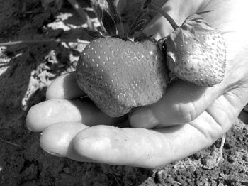 Владимир Щекин - Земляника на вашем участке