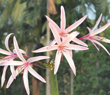 Лариса Петровская - Луковичные цветы: выбираем, выращиваем, наслаждаемся