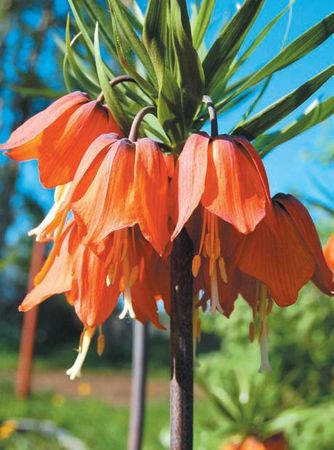 Лариса Петровская - Луковичные цветы: выбираем, выращиваем, наслаждаемся