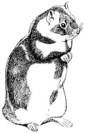 Дарья Нестерова - Хомячки