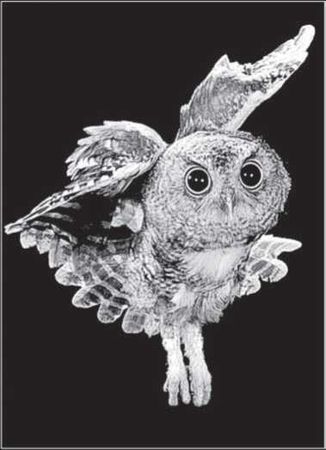 С. Каплун - Физика