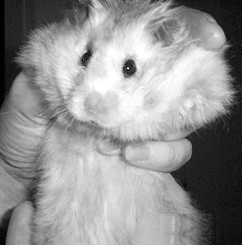 Дарья Нестерова - Хомячки