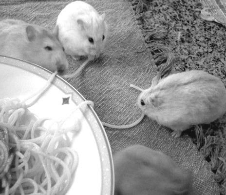 Дарья Нестерова - Хомячки