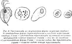 Жизнь без паразитов