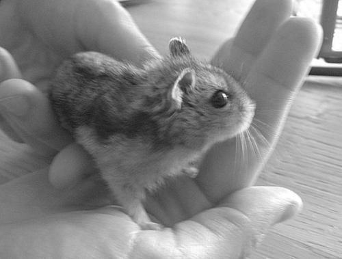 Дарья Нестерова - Хомячки