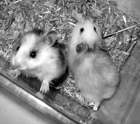 Дарья Нестерова - Хомячки