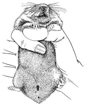 Дарья Нестерова - Хомячки