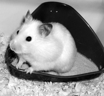 Дарья Нестерова - Хомячки