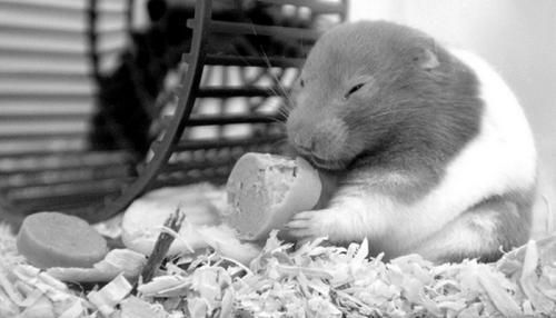 Дарья Нестерова - Хомячки