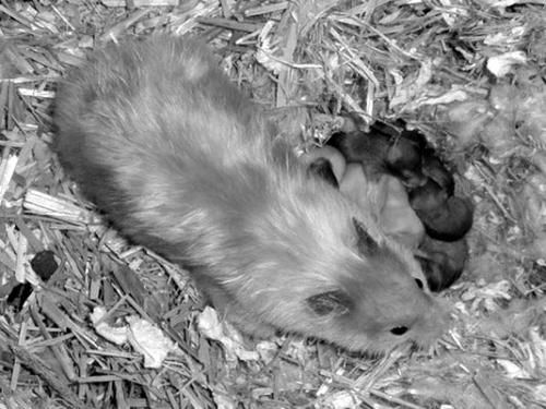 Дарья Нестерова - Хомячки