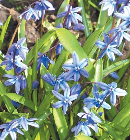 Лариса Петровская - Луковичные цветы: выбираем, выращиваем, наслаждаемся