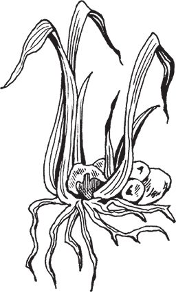 Сергей Кашин - Защита от болезней и вредителей сада и огорода. Эффективная...