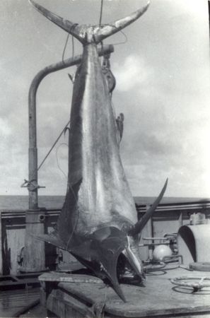 Владимир Коркош - Этот загадочный подводный мир