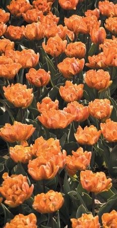 Лариса Петровская - Луковичные цветы: выбираем, выращиваем, наслаждаемся