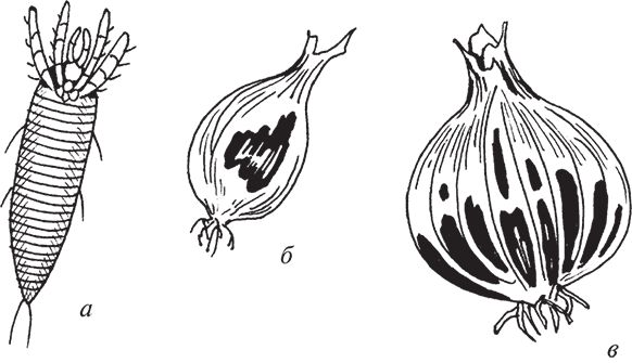 Сергей Кашин - Защита от болезней и вредителей сада и огорода. Эффективная...