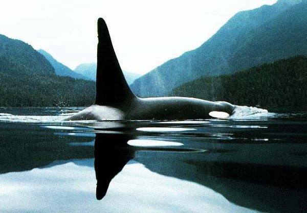 Владимир Коркош - Этот загадочный подводный мир