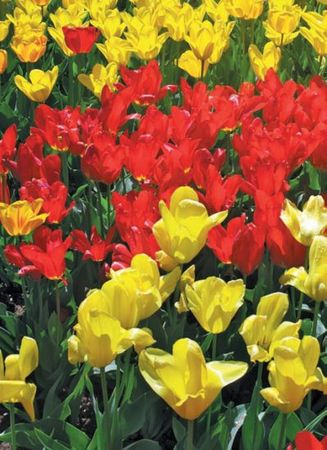 Лариса Петровская - Луковичные цветы: выбираем, выращиваем, наслаждаемся